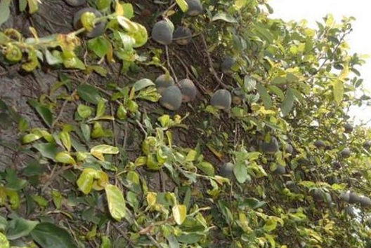 南方1种野果,长得酷似秤砣,水洗能做凉粉,1斤18元却很少人种植