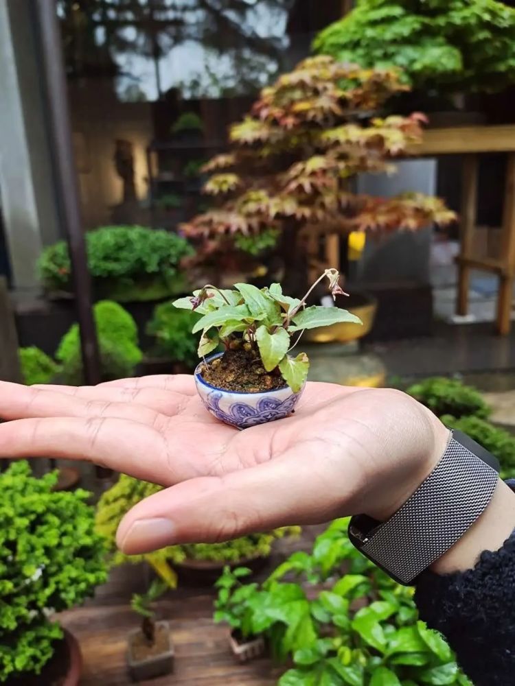 日本山野草盆景欣赏