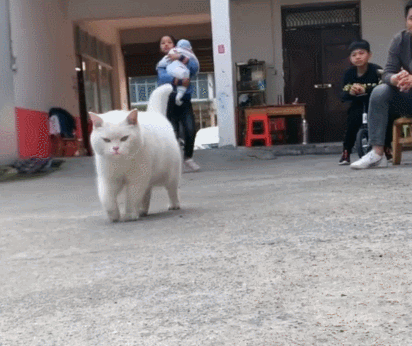 竹莲说搞笑图片:可爱的大白猫,你走动的样子,真的好恐怖呀!