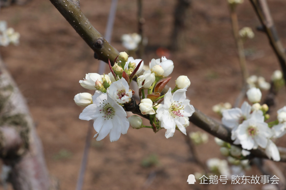 海阳小纪镇:"秋月梨"进入盛花期,梨园果农授粉忙