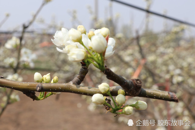 海阳小纪镇:"秋月梨"进入盛花期,梨园果农授粉忙