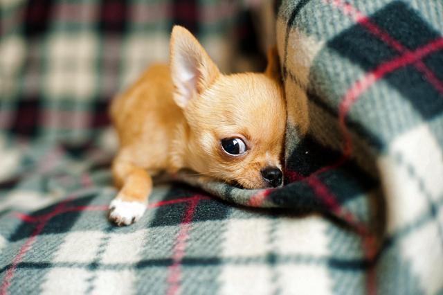吉娃娃属于小型犬种,因为它动作敏捷,体格匀称,娇小可爱,深受人们喜爱