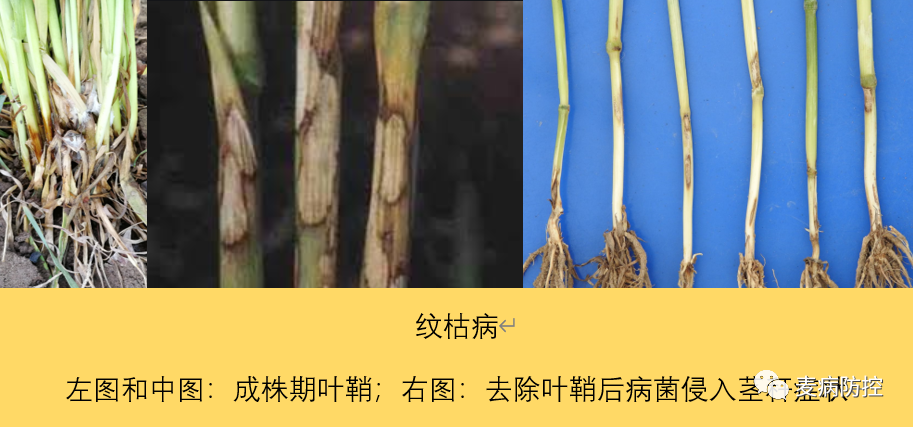 小麦茎基腐病的前世今生