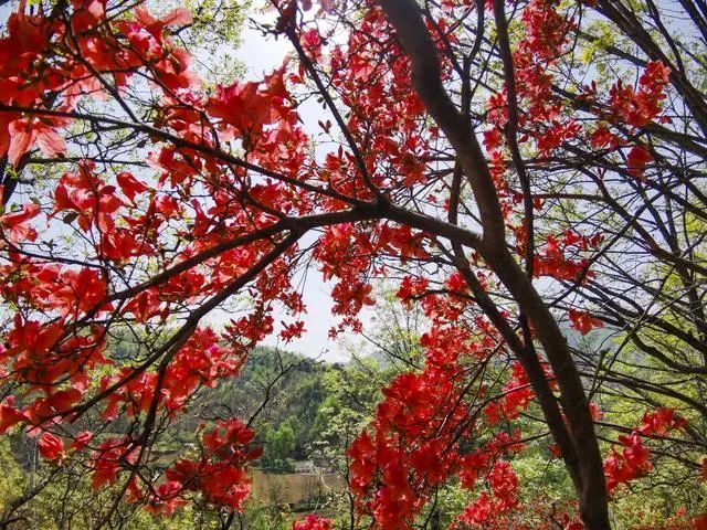 河南后花园,三门峡卢氏县杜鹃花开,百里山野开满了映山红