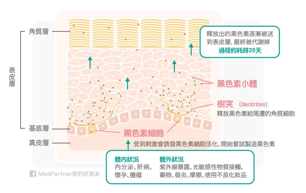 黑色素生成代谢