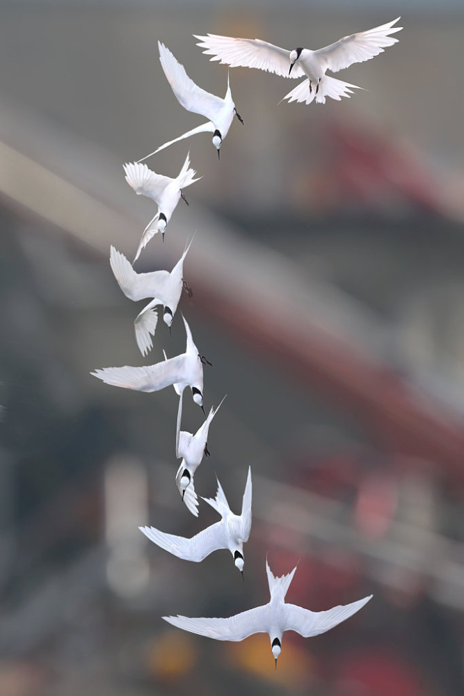 摄影师创意合成鸟类飞行轨迹 精细动作感叹自然造物神奇
