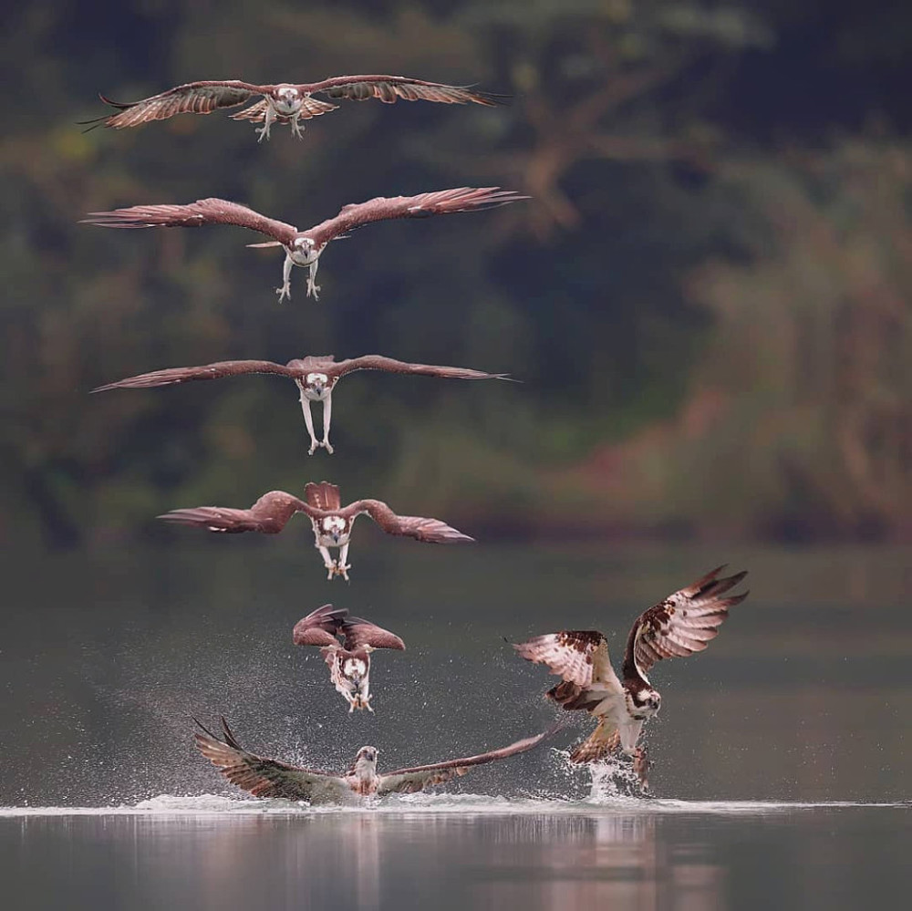 摄影师创意合成鸟类飞行轨迹 精细动作感叹自然造物神奇
