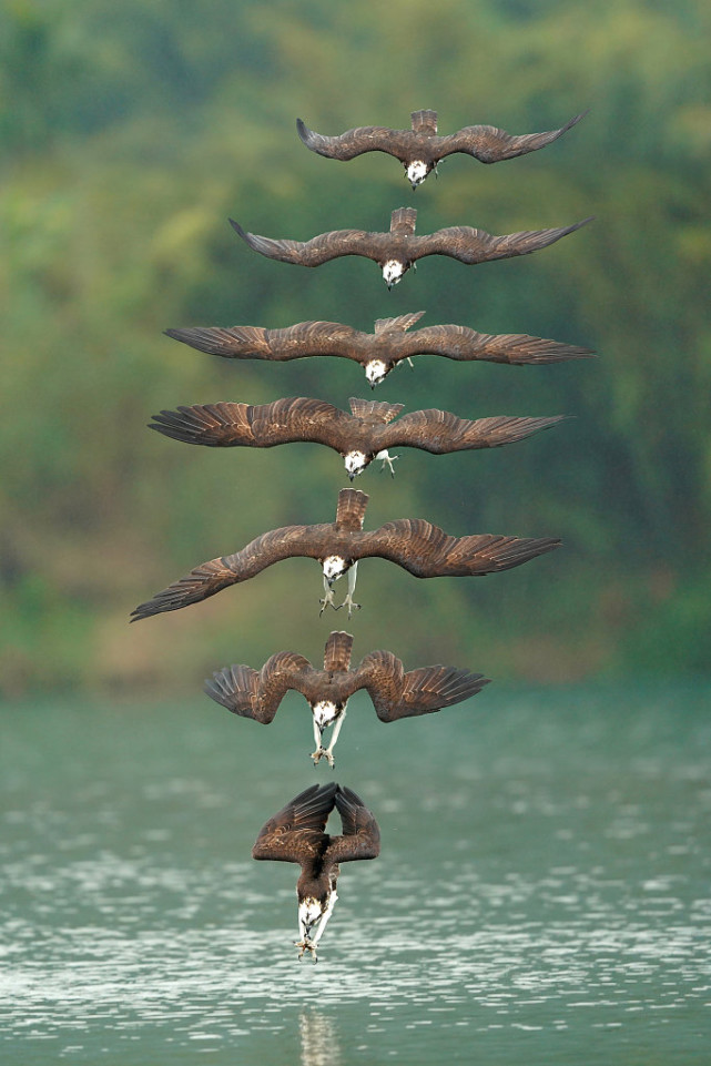 摄影师创意合成鸟类飞行轨迹 精细动作感叹自然造物