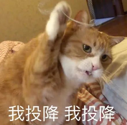 搞笑萌宠猫咪表情包,我错啦 别凶我