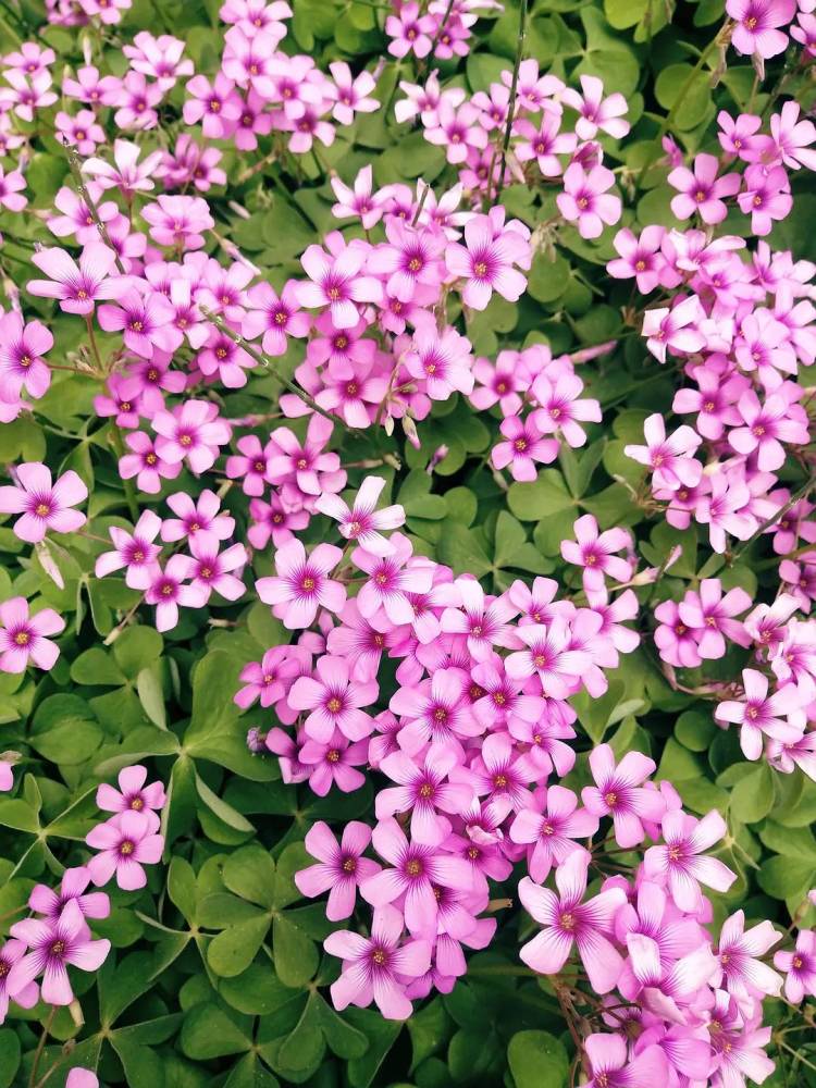 花坛的红花酢浆草