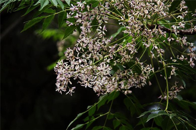 从诗词中的楝花开,来看古代的梅雨,是指什么时候?