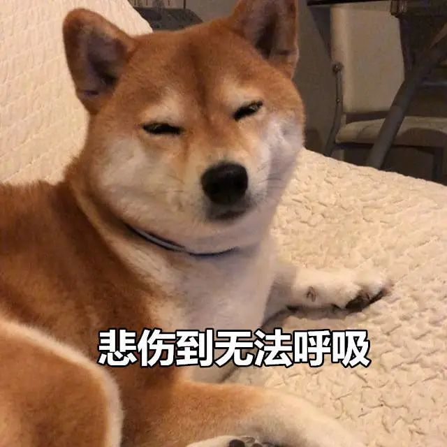 柴犬表情包来个热吻吗宝贝