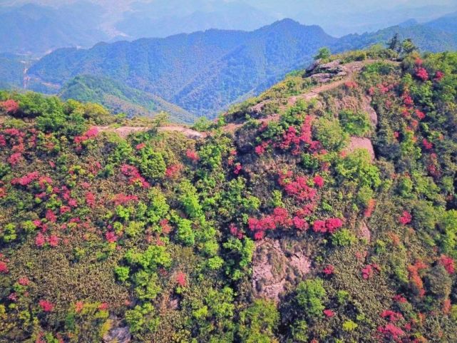 在戴村镇云石群山,千亩映山红在山的深处,云的深处,一团团,一簇簇地