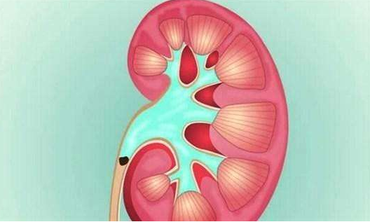 患上肾积水后要怎么吃?肾积水能引发什么危害?