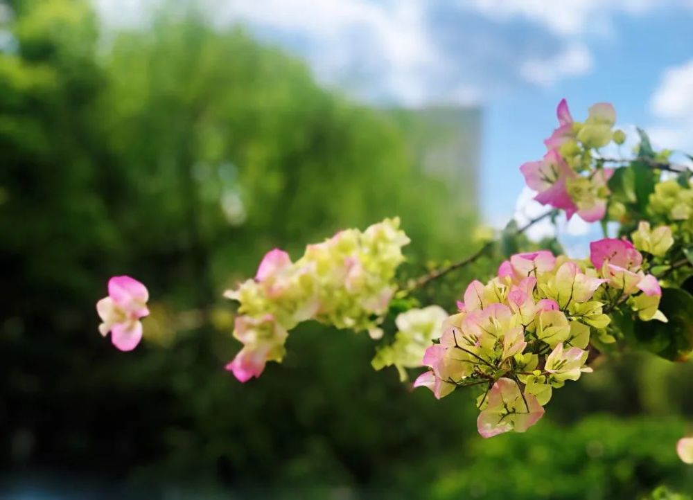 人间最美四月天,春暖花开,静待君回