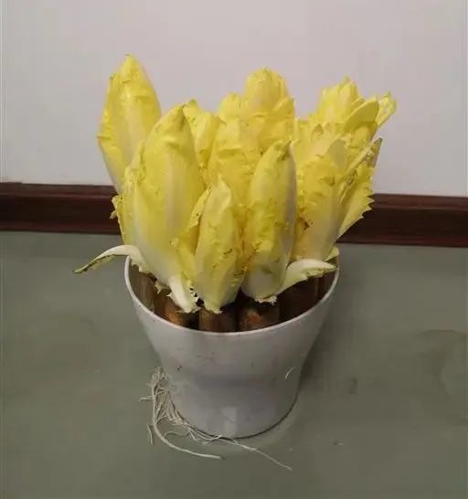 想吃芽球菊苣,自己在家就能种!