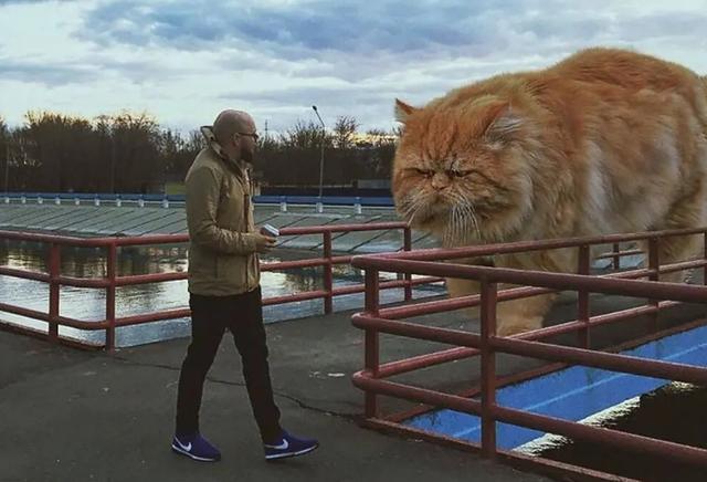 战斗民族的超萌猫片:5米高的巨猫进入人类世界,太治愈了