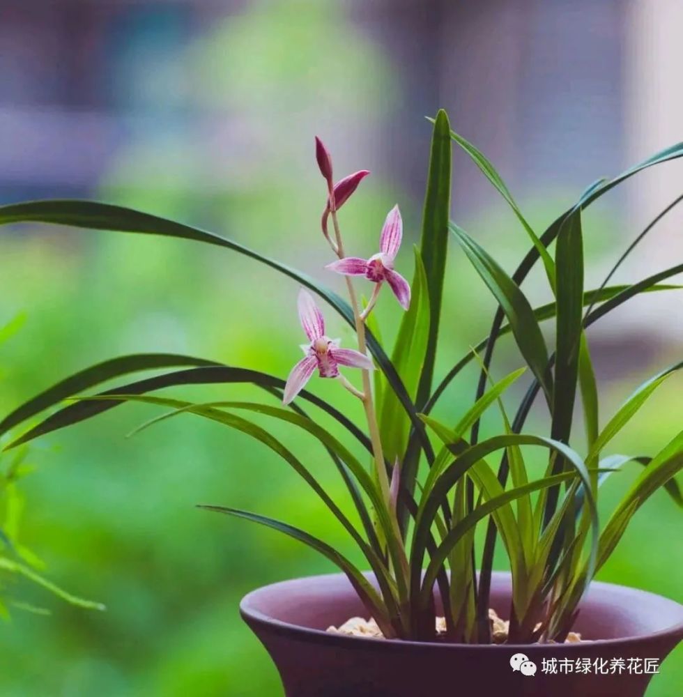 经典兰花植料配方