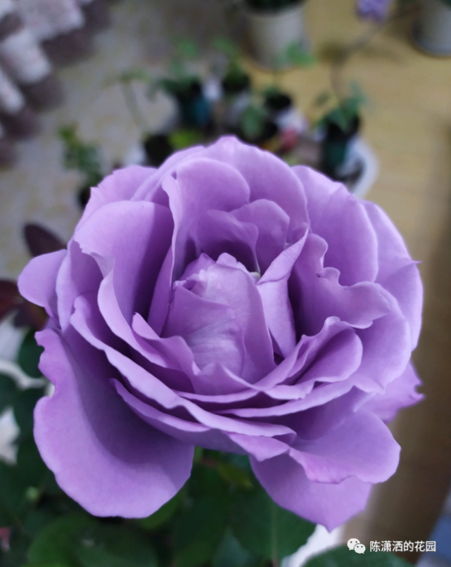 26m 花径:9cm 花期:多季节重复开花 简介:转基因月季,最纯的蓝紫色