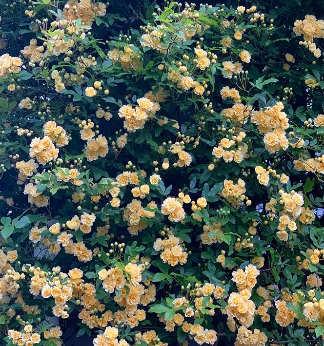 人间四月芳菲尽 这5种瀑布花一定要抓紧看