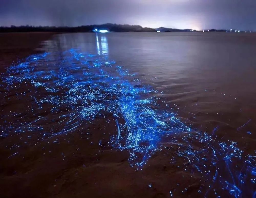 "海萤"蓝眼泪