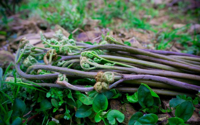 春天适合采野菜,这些野菜在北方很受欢迎,上山时不要错过了