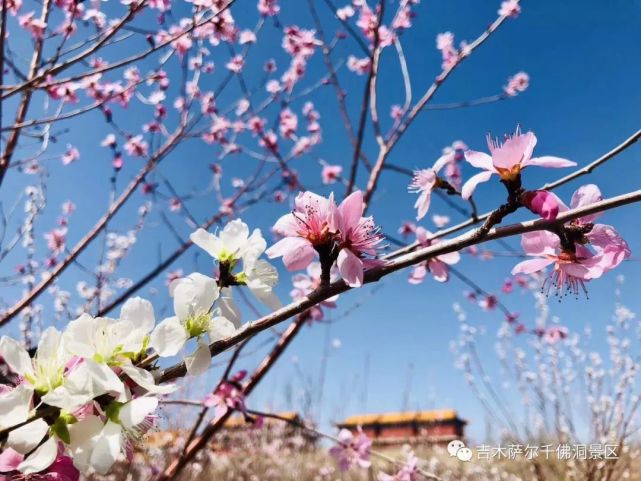 百亩杏花成为了景区内一道靓丽的风景线,游客纷纷前来观赏,满园春色