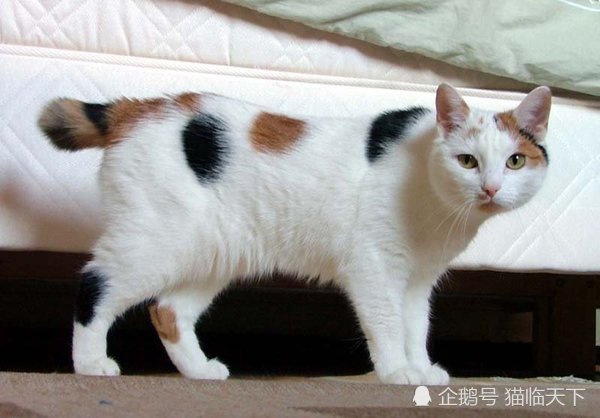 来自海岛的邮票猫 因为诺亚而遗失了尾巴
