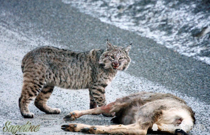 加拿大猞猁垫底,在冬季时会被小几倍的渔貂袭杀,而短 在2015年的美国