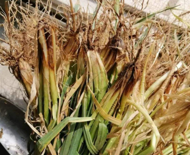 小麦茎基腐病是小麦生产中一种典型的土传病害.也可以通过种子传播.
