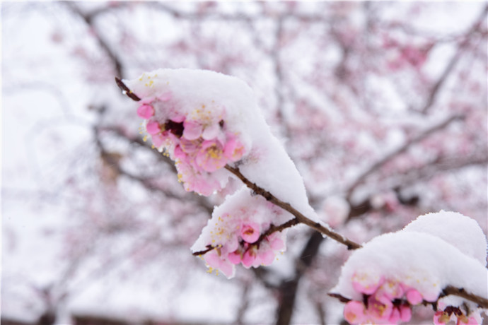 谷雨瑞雪飘白城,雪压枝头花更俏