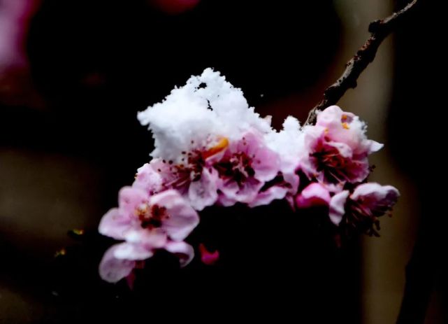 雪伴春花银龙舞 片片吹落入春泥 暮春时节 吉林大地因一场及时的春"雨