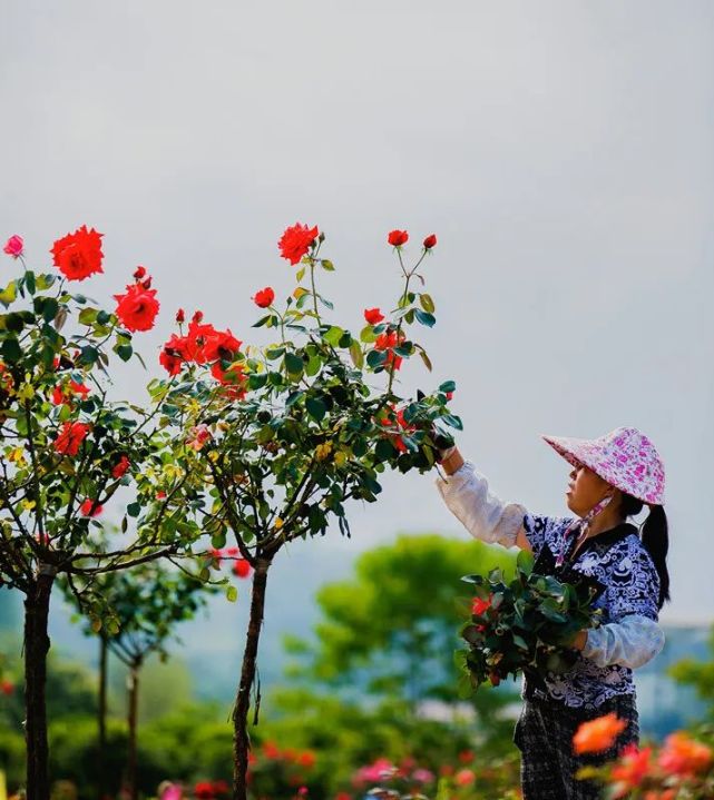 花都开好了！ 南川300亩玫瑰园邀你免费赏