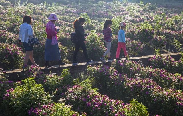 花都开好了！ 南川300亩玫瑰园邀你免费赏