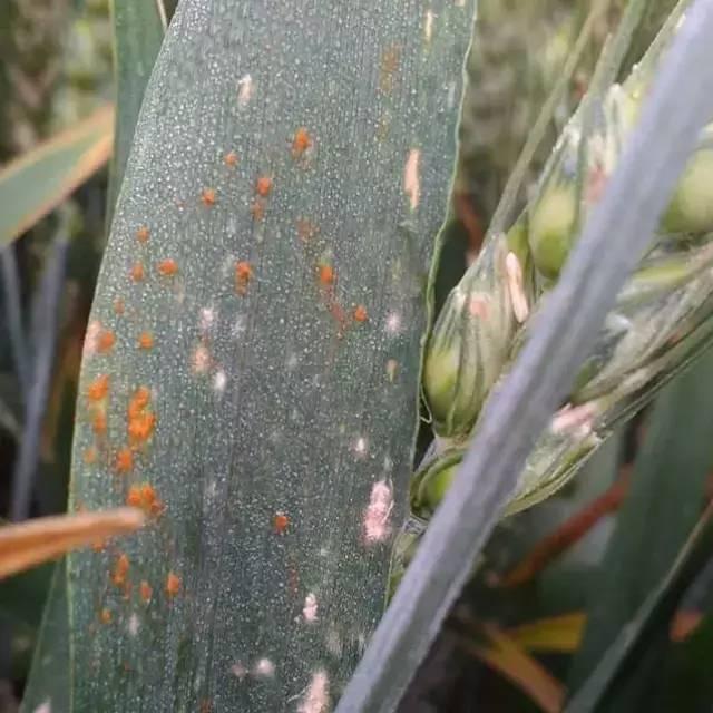 叶锈病的孢子堆分散或密集在小麦叶片上,呈红褐色,颜色比秆锈病淡