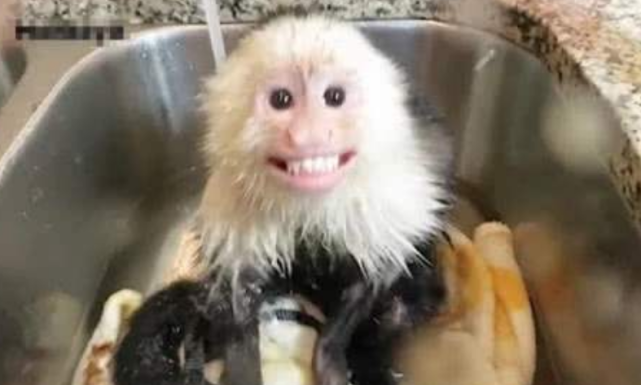 小猴子自己乖乖洗澡,场面太有趣了,有人拍下搞笑全过程