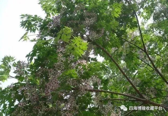 用"苦楝子"做手串,虽然过程很痛苦,成品却是你想象不
