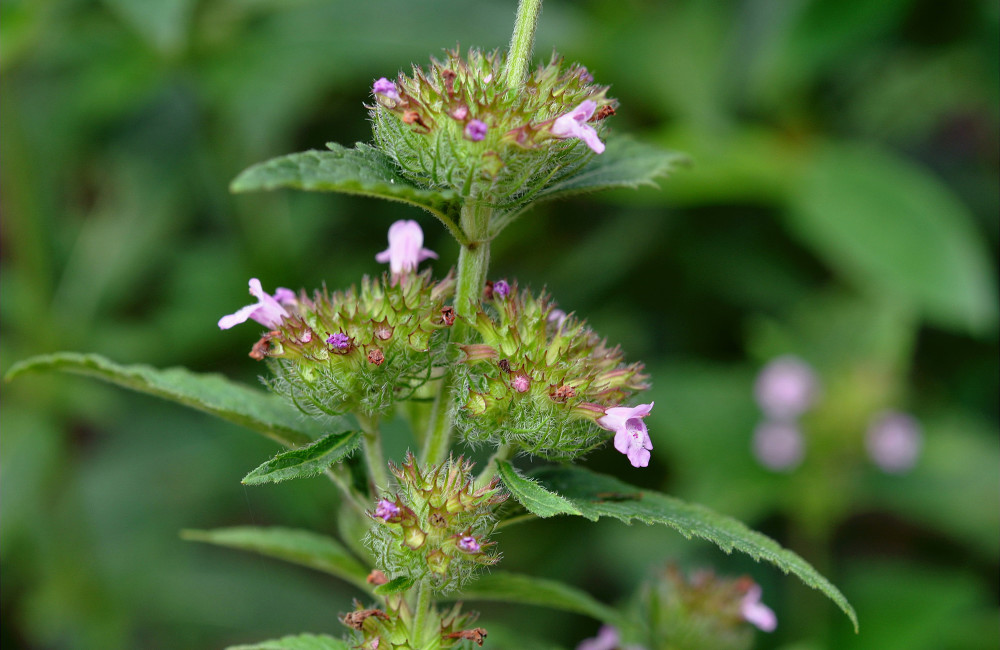 人称"蜂窝草,嫩叶是稀罕野菜,民间常用炖肉,花还能祛口臭