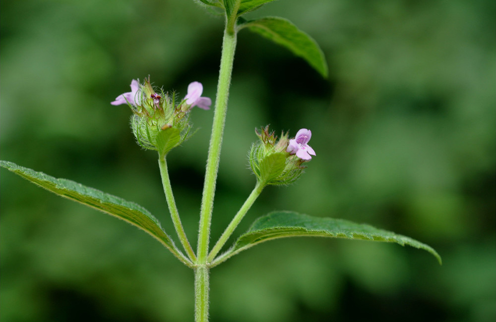 人称"蜂窝草",嫩叶是稀罕野菜,民间常用炖肉,花还能祛