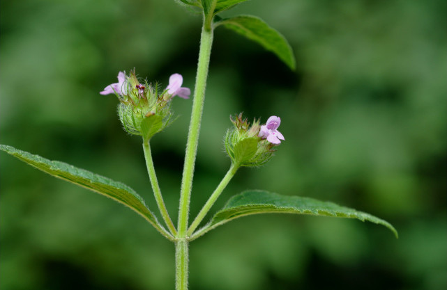 人称"蜂窝草,嫩叶是稀罕野菜,民间常用炖肉,花还能祛口臭