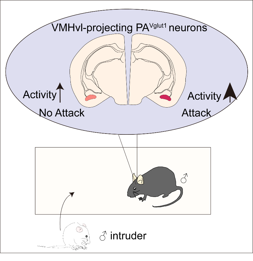 的vglut1阳性神经元特异性投射到下丘脑腹内侧核,在小鼠面对入侵者时