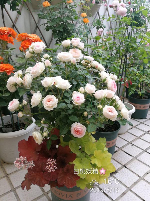 这种花名叫"白桃妖精",蔷薇科小型灌木植物,月季花的园艺观赏品种,和