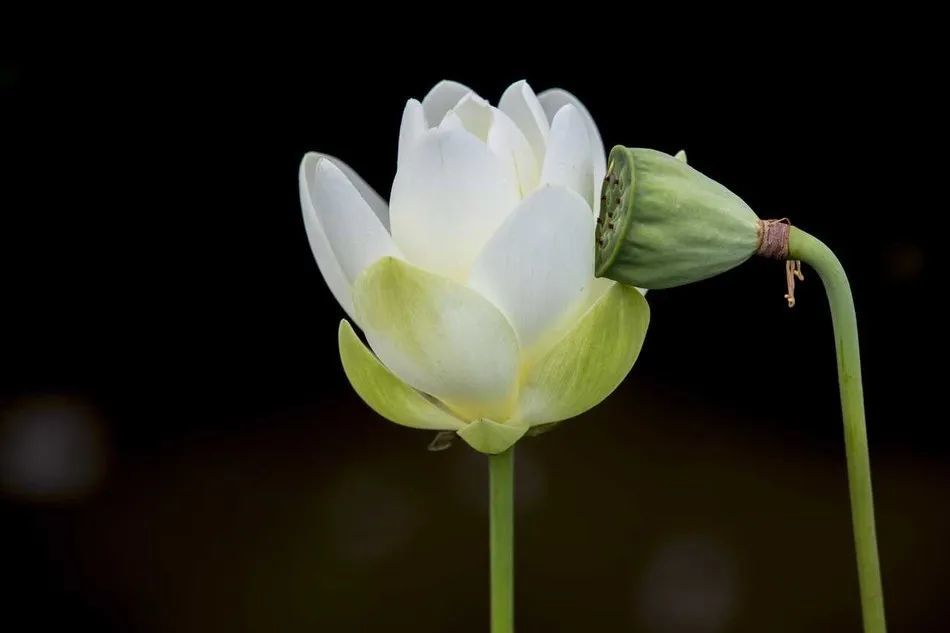 禅露 禅意莲花