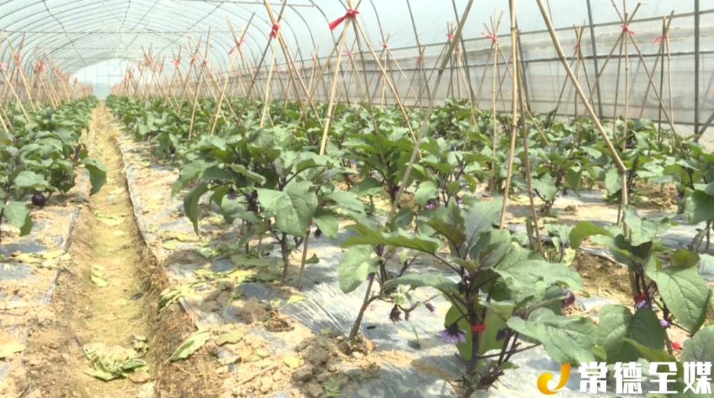 在汉寿县聂家桥乡武峰村蔬菜基地,30多名村民正在为茄子树修叶抹芽