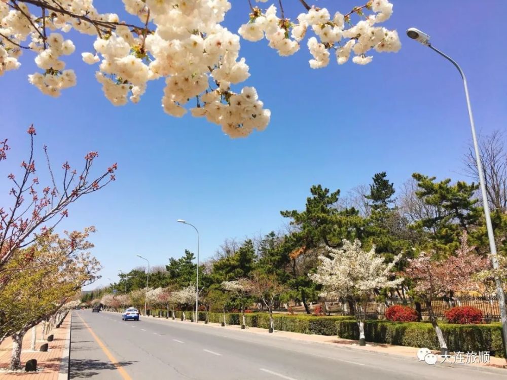 旅顺太阳沟的樱花大道,你知道是哪条路吗?