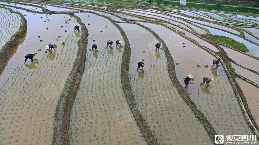 宜宾:不误农时 冒雨抢栽水稻