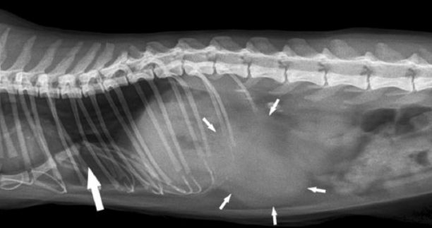 猫咪也可能有漏斗胸?轻度漏斗胸该如何发现?