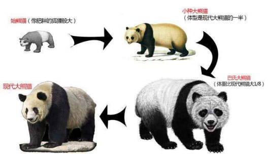 大熊猫进化示意图(图据:网络)