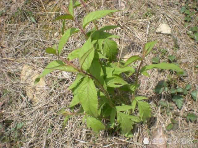 人称"见肿消",价值很珍贵,嫩芽是上等野菜,农民拿来