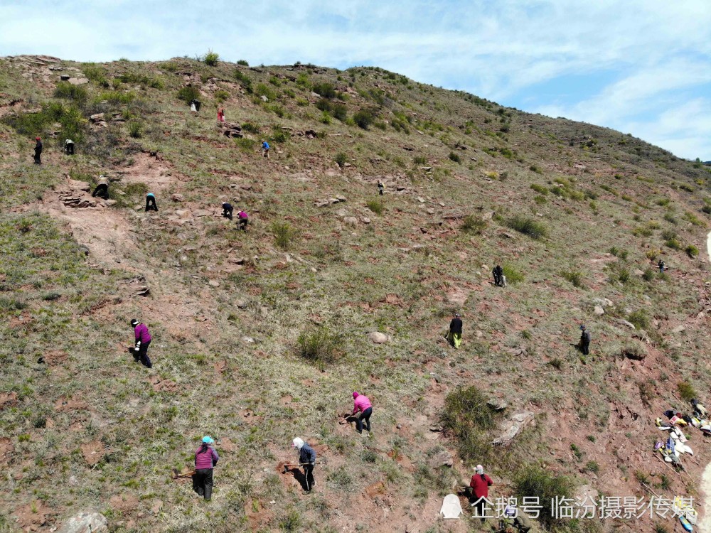 实拍山西一群植树造林的人 男女老少齐上阵 敢叫荒山编绿洲